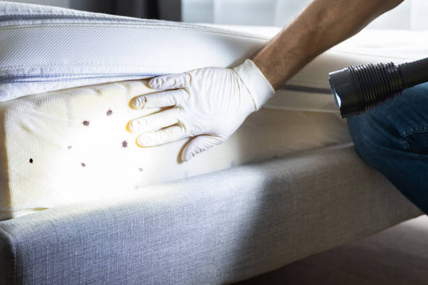 Best Mosquito Control Services  in Lexington, MI